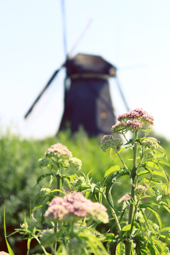Netherlands_22