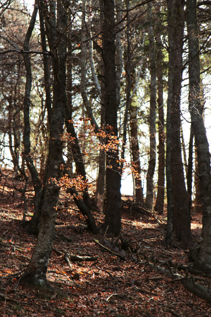 Cévennes9