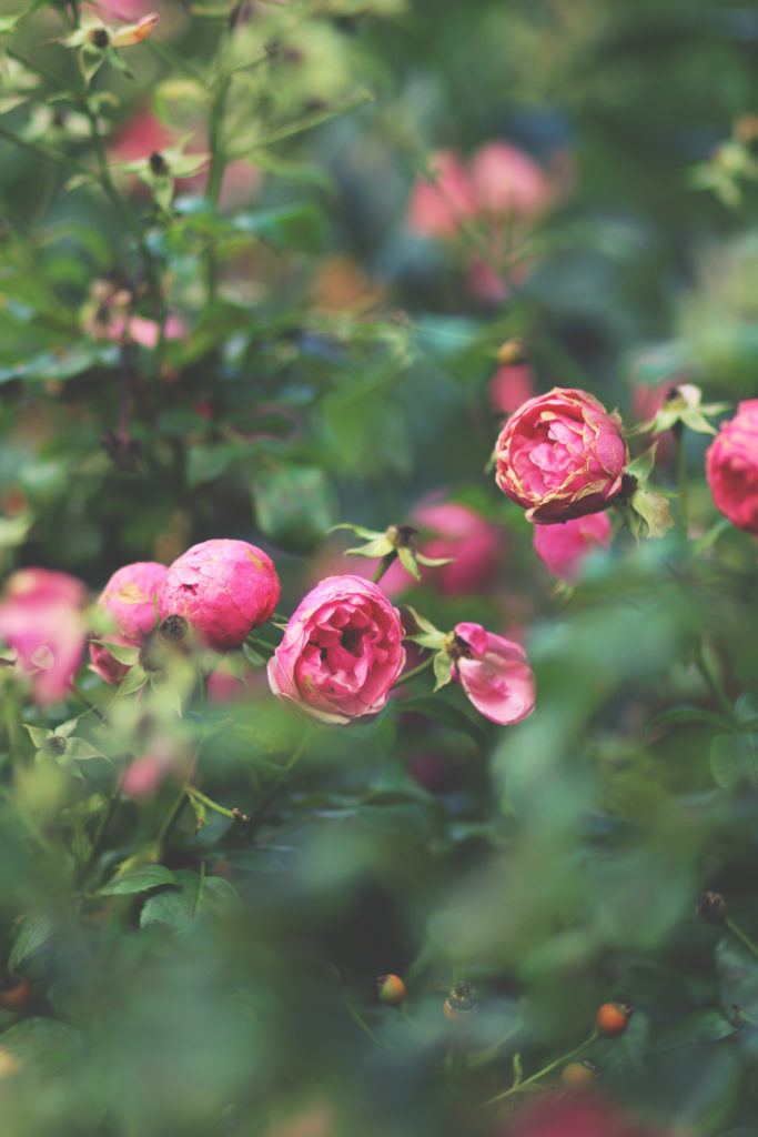 Rdam_MLB_12