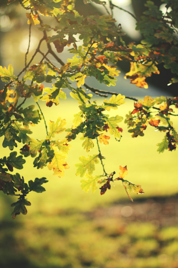 Parcs_MLB_06