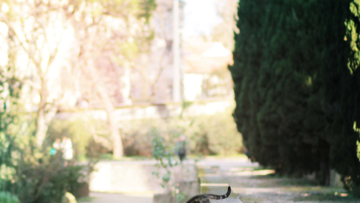 Petit chat