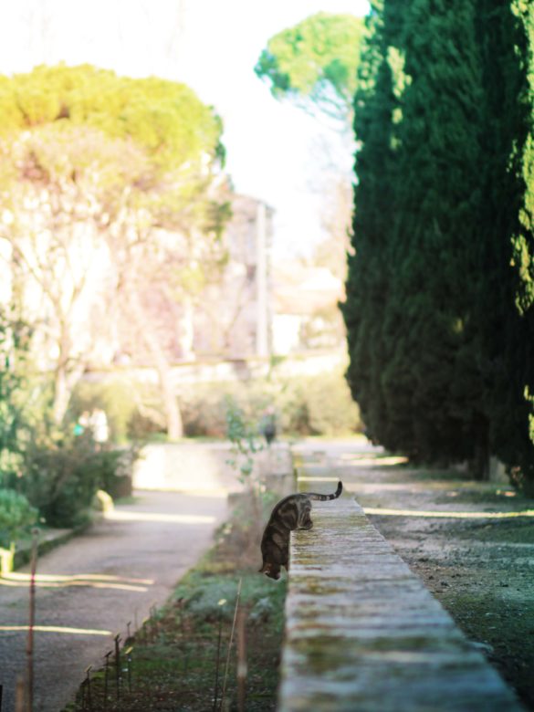 PetitChat