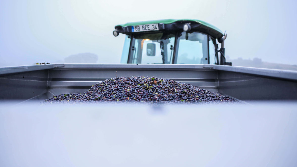 La Jasse, vendanges 2018